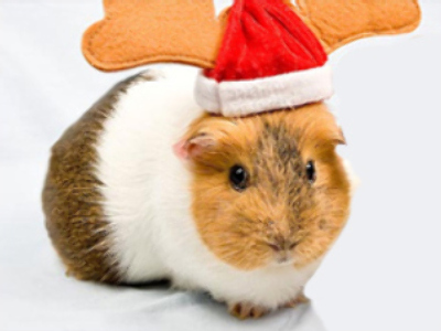 Guinea pig Santa sees eight comrades eaten
