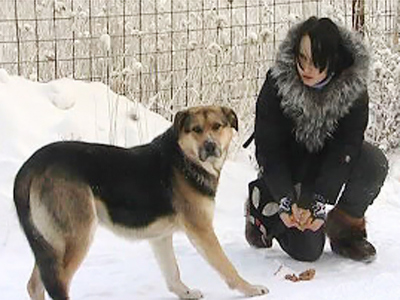 Yakutian Hachiko rejects human help