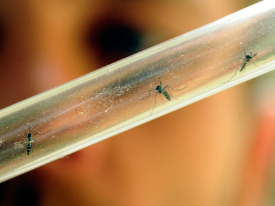 Scores at risk as new breed of mosquito foils malaria prevention methods