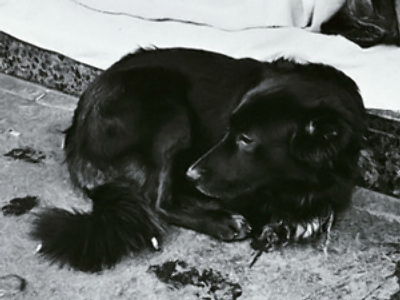Activists react to the brutal shooting of homeless dogs