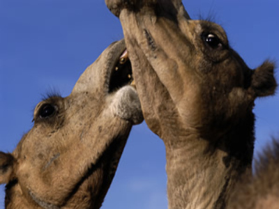 Ill-fated camels stalled again