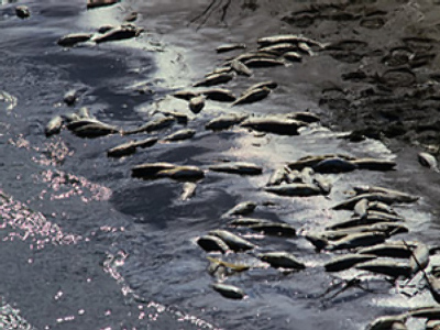 Italy’s toxic ships: a crime of global proportions