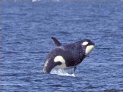 IWC Conference urges lifting whaling restrictions