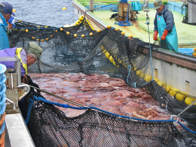 Fishy help? Controversy over Japan food aid from tainted areas