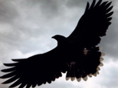 Killer birds to save Moscow