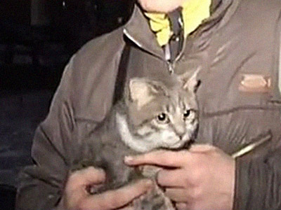 Cat-astrophe averted: Social network saves trapped cat