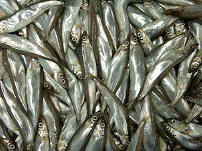 Russian border guard chopper shells Japanese poachers