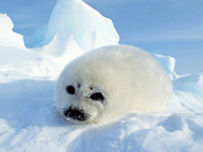Licence to kill – Scottish seals on death row