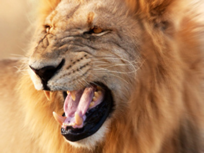 Lion attacks tamer at circus, sent to zoo