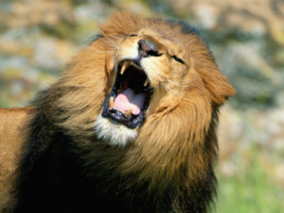 Man in lions’ cage: five weeks face to face