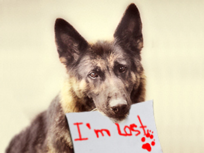 Lost dog turns to police
