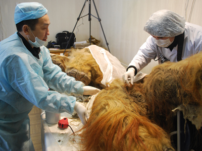 Mammoth hunt: Perfectly preserved Siberian mammoth fossils spread cloning rumor