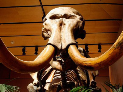 Ice Age Park? Russian, S.Korean scientists to clone woolly mammoth