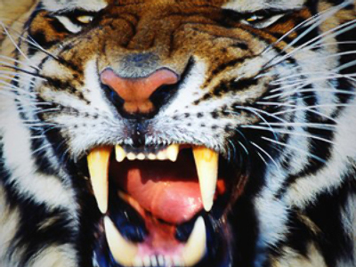 Man-eating tiger shot dead