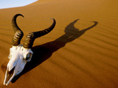 Mankind set to wipe out all animals by 2108: report