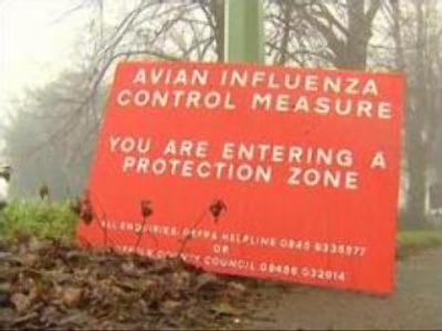 Mass turkey cull to halt bird flu in England