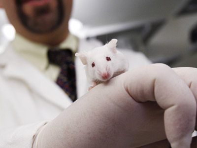 Injection helps blind mice see: Humans next?