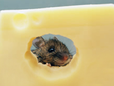 Mice nibble through Parmesan worth 800,000 euros