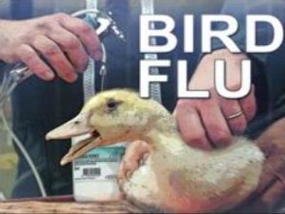 Moldova bans import of Russian and Hungarian poultry because of bird flu