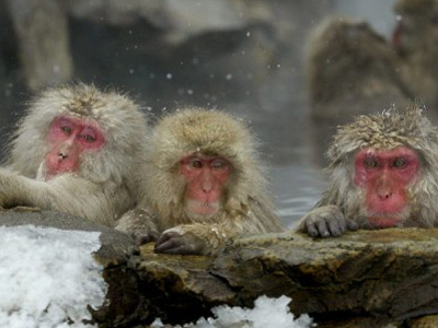 Wild monkeys to measure Fukushima radiation
