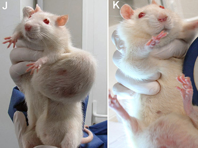 Combination image of two pictures featuring rats with tumors after they were fed a diet of genetically modified (GM) maize produced by US chemical giant Monsanto (AFP Photo / Criigen)