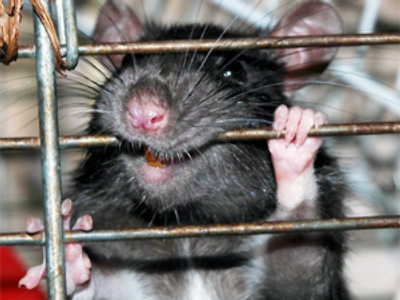 Monster rat attacks babies in hospital