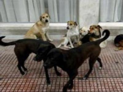 Moscow's stray cats & dogs find home abroad
