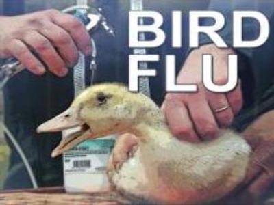 New bird flu outbreak registered in Turkey