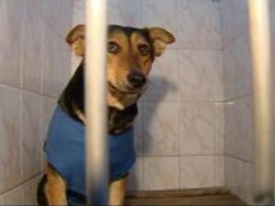 New technology to keep track of homeless dogs in Russia