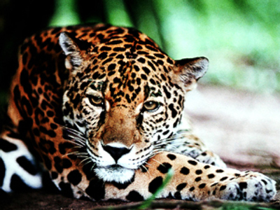 Oil and bushmeat threaten Ecuador’s jaguars