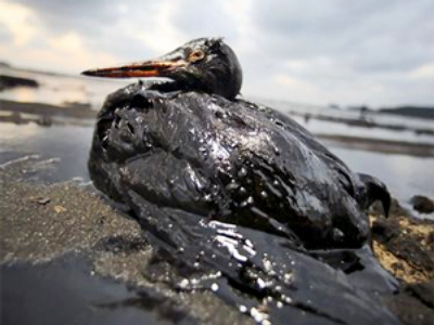 Oil slick kills hundreds of birds