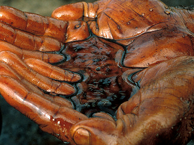 Georgian householders strike oil
