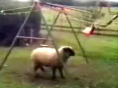 On the ram-page! (tv.portalus.ru)