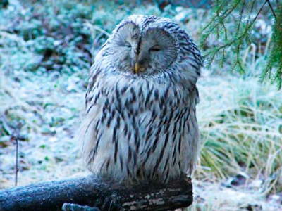 Owls’ aviary torched in Moscow