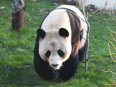 How much can a panda bear? BBC in Twitstorm
