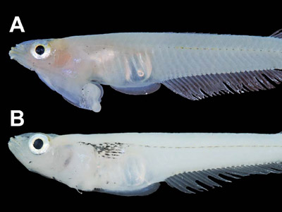 Scientists discover ‘penis-headed’ fish in Vietnam (PHOTOS)