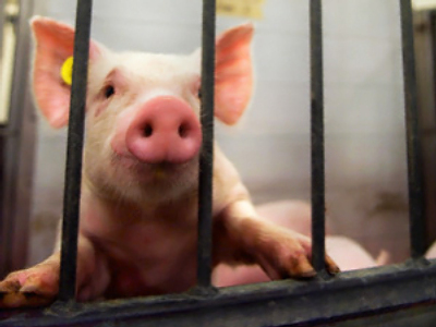 Pentagon accused of pig victimization