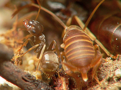 Pesky pests prevent property sales in the UK
