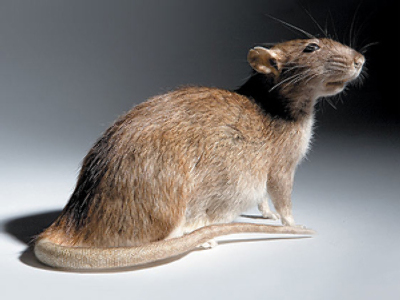 Pied tail-pipers: kill rats and selves