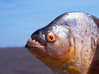 Piranha caught in Siberian river