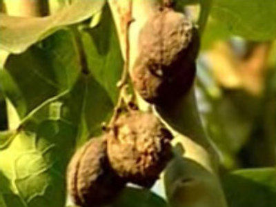 Poison plant a new biofuel? (Reuters.com)