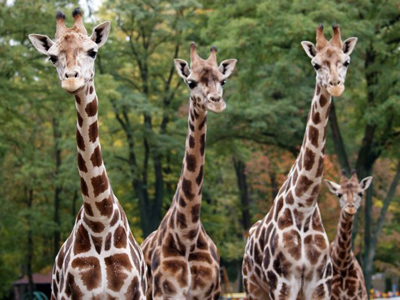 Polish vandals scare two giraffes to death