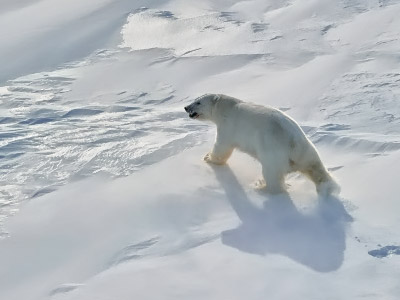 Polar bear mauls scientist to death
