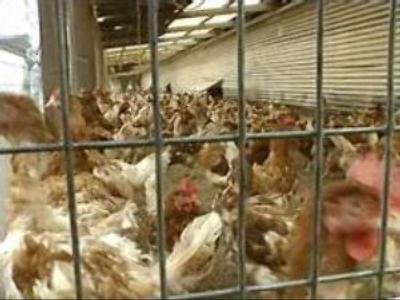 Polish meat producers inspected by Russian experts