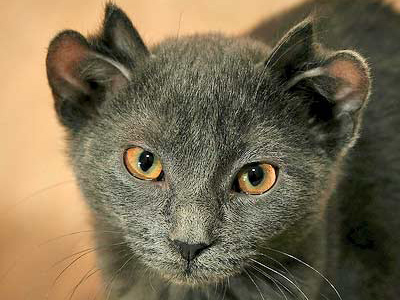 Professor eyes breeding four-eared cat