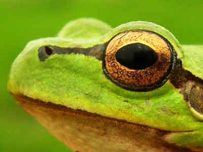 Rare frogs are not about to 'croak'