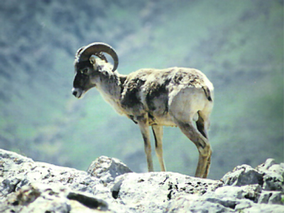 Rare sheep cause helicopter crash in Altay?