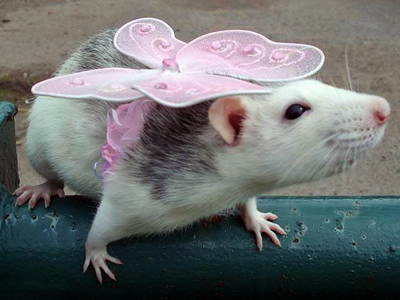 Irresistible rats: beauty rodent-style