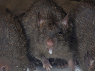 Rat race: Desperate city offers cell phone for every 60 rats nabbed