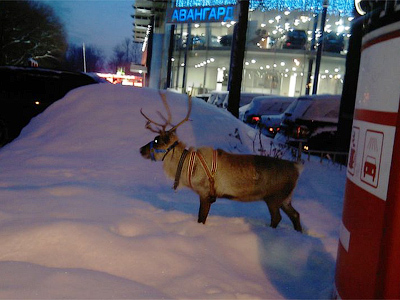 Reindeer traverses snowy streets of St. Pete